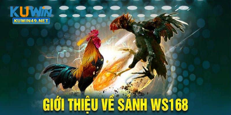 Tổng quan về sảnh đá gà Ws168 tại Kuwin dành cho bạn tham khảo